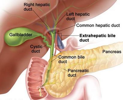 gallbladder